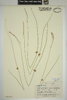 spécimen de Juncus filiformis