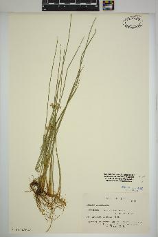 spécimen de Juncus filiformis