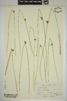 spécimen de Juncus filiformis