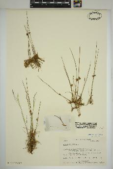 spécimen de Juncus filiformis