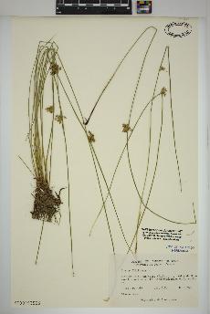 spécimen de Juncus filiformis