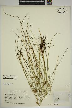 spécimen de Juncus filiformis