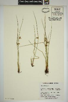 spécimen de Juncus filiformis