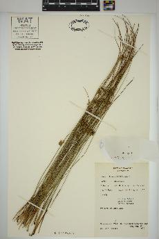 spécimen de Juncus filiformis