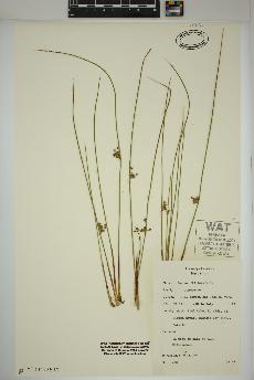 spécimen de Juncus filiformis