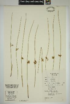 spécimen de Juncus filiformis