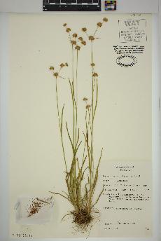 spécimen de Juncus filipendulus