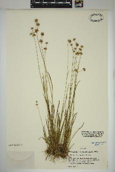 spécimen de Juncus filipendulus