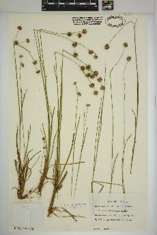 spécimen de Juncus filipendulus