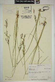 spécimen de Juncus gerardii