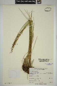 spécimen de Juncus gerardii