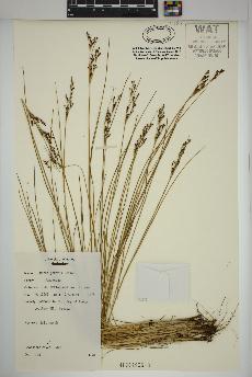 spécimen de Juncus gerardii