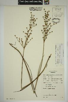 spécimen de Juncus ×gracilescens