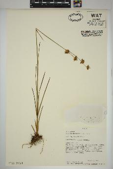 spécimen de Juncus howellii