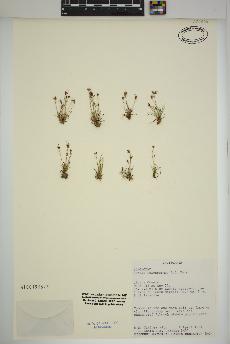 spécimen de Juncus leiospermus