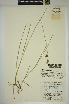 spécimen de Juncus longistylis