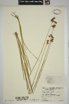 spécimen de Juncus longistylis