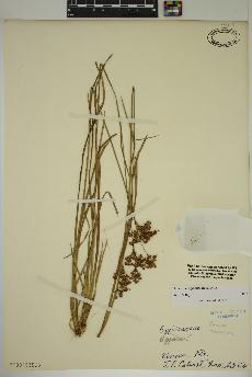 spécimen de Juncus marginatus