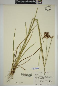 spécimen de Juncus marginatus