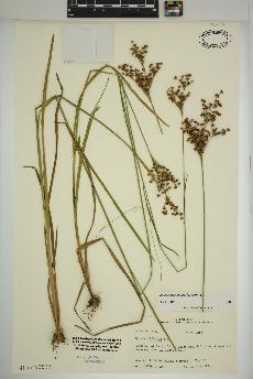 spécimen de Juncus marginatus