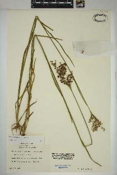 spécimen de Juncus marginatus