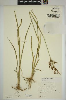 spécimen de Juncus marginatus