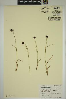 spécimen de Juncus mertensianus