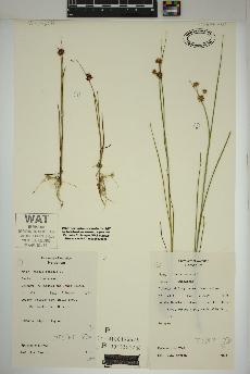 spécimen de Juncus nodosus