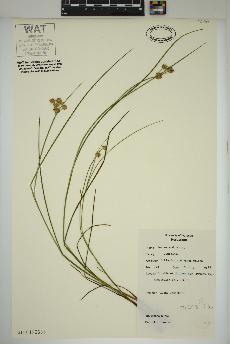 spécimen de Juncus nodosus