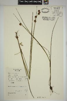 spécimen de Juncus nodosus