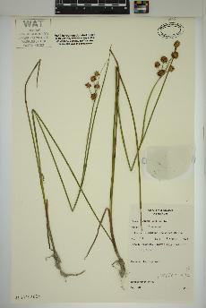 spécimen de Juncus nodosus