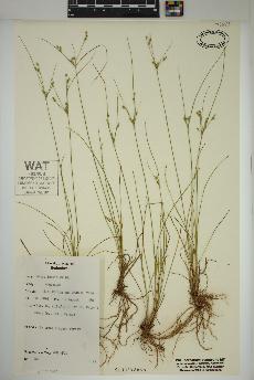 spécimen de Juncus tenuis