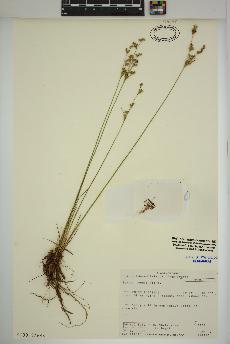 spécimen de Juncus tenuis