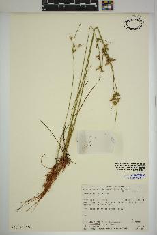 spécimen de Juncus tenuis