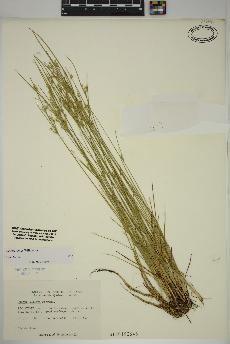 spécimen de Juncus tenuis