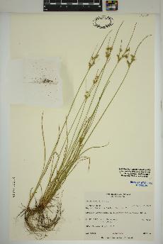 spécimen de Juncus tenuis