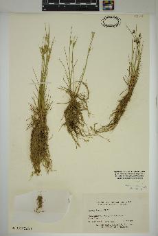 spécimen de Juncus tenuis