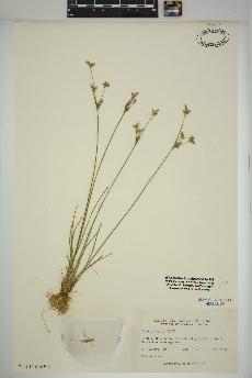 spécimen de Juncus tenuis