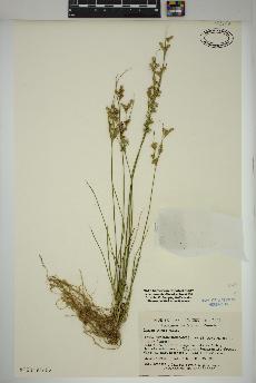 spécimen de Juncus tenuis