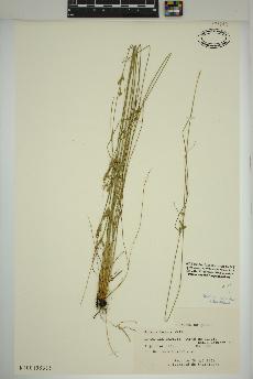 spécimen de Juncus tenuis