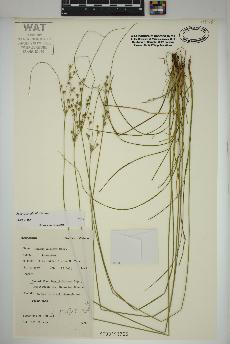 spécimen de Juncus tenuis