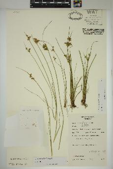 spécimen de Juncus tenuis