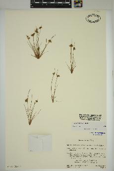 spécimen de Juncus tenuis