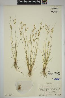 spécimen de Juncus tenuis