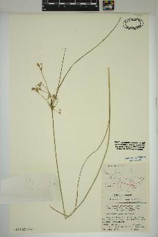 spécimen de Juncus tenuis