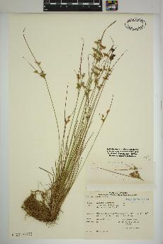 spécimen de Juncus tenuis