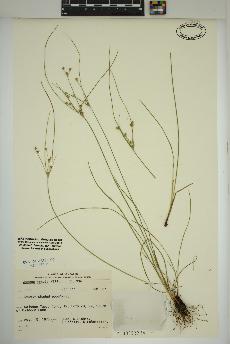 spécimen de Juncus tenuis