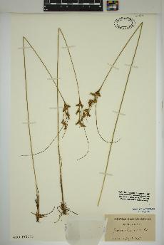 spécimen de Juncus tenuis