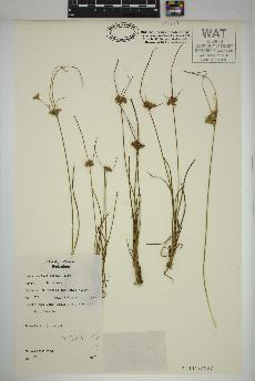 spécimen de Juncus tenuis