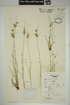 spécimen de Juncus tenuis